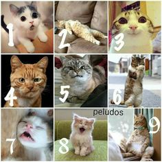 a series of pictures showing different types of cats with numbers in each one's eyes