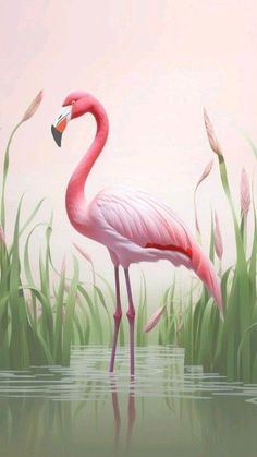 a pink flamingo is standing in the water