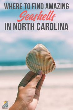 someone is holding up a seashell on the beach with text overlay that reads, where to find amazing seashells in north carolina