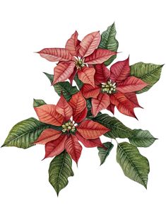 poinsettia with green leaves and red flowers