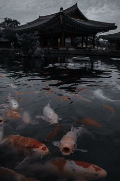 #aesthetic #fyp #nature #fish #chinese Ancient Chinese Aesthetic, Ancient China Aesthetic, Bijoux Piercing Septum, Japanese Nature, Chinese Aesthetic, Beneath The Sea, Japan Aesthetic, Aesthetic Japan, Fantasy City