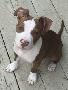 a brown and white dog sitting on top of a wooden floor