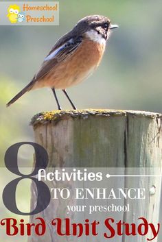 a bird sitting on top of a wooden post with the words 8 activities to enhance your preschool