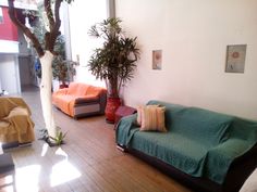 a living room with two couches and a potted plant in the corner on the wall