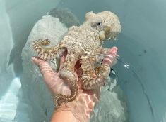 a person holding an octopus in their hand while it is submerged in the ocean water