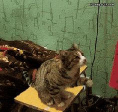 a cat sitting on top of a wooden table next to a brown leather chair and green wall