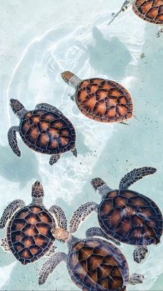 four turtles swimming in the water together