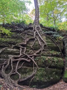 a tree roots on the side of a large rock