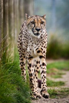 a cheetah walking down a path in the wild