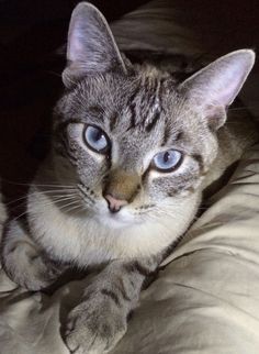 a cat with blue eyes laying on a bed