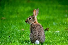 a brown rabbit sitting on top of a lush green field