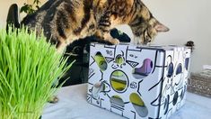 a cat standing on top of a box next to a green plant and potted grass