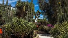 cactus trees and succulents in a garden