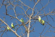 four green parakeets are perched on the branches of a tree against a blue sky