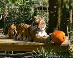 a tiger laying on top of a wooden bench next to a pumpkin