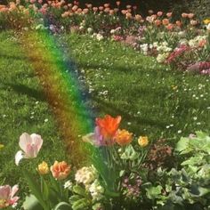 a rainbow in the middle of a flower garden