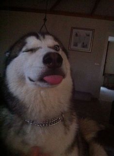 a husky dog with its tongue hanging out looking up at the camera while wearing a collar