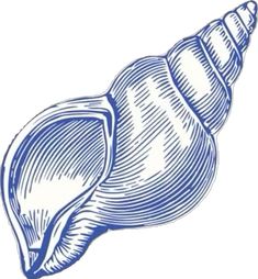 a blue and white drawing of a sea shell