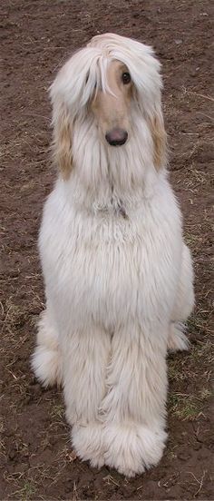 a shaggy white dog sitting on the ground