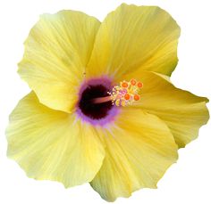 a yellow flower with purple stamens on it