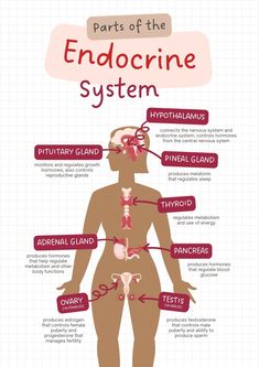 the endocine system is an important part of any human's body, and it