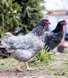 two chickens are standing in the grass near some trees and bushes, one is gray with red beaks