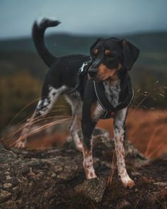 a black and brown dog standing on top of a rock