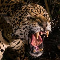 a leopard with its mouth open showing teeth