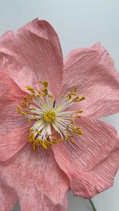 a pink flower with white stamen and yellow stamen