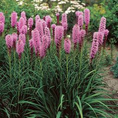 purple flowers are blooming in the garden