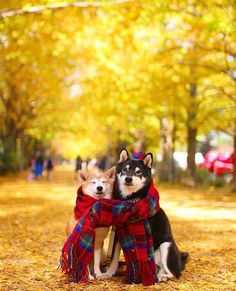 two dogs wearing scarves sitting on a bench in the park with autumn leaves around them