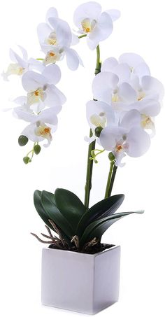 white orchids in a square vase on a white background