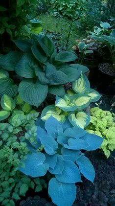 some plants that are growing in the dirt near each other and one plant is green with blue leaves