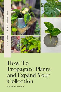 a book cover with photos of plants and the title how to propagate plants and expand your collection