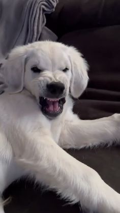 a large white dog laying on top of a couch