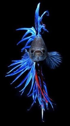 a fish with blue and red feathers on it's back legs, swimming in the water