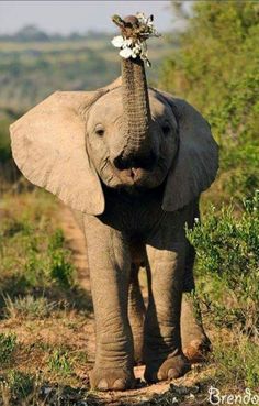 an elephant with a flower on it's head walking down a dirt path in the wild