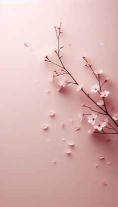 a branch with white flowers on a pink background