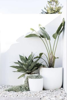 three white planters with plants in them sitting on rocks and gravel next to a wall