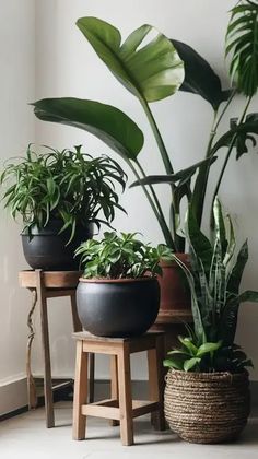 three potted plants sit on stools in front of a wall with white walls