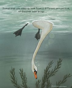 an image of a swan floating in the water with caption saying sometimes you need to look from a different perspective, to discovery new things