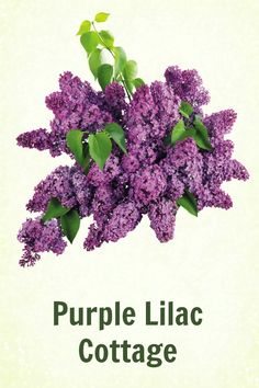 the purple lilac is in bloom with green leaves on it's head and words that read, purple lilac cottage