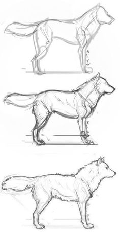 three different types of dogs are shown in this drawing lesson for beginners to learn how to draw them