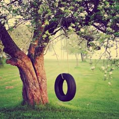 a tire swing hanging from a tree in the grass