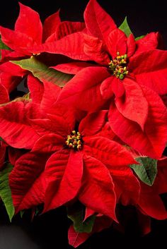 three red poinsettias with green leaves on a black background, close up