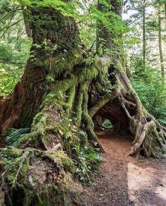 an old tree with moss growing on it's roots in the woods near a trail