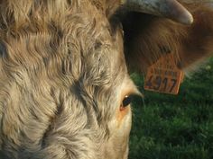 the head of a brown cow with horns and tags on it's ears