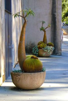 two potted plants on the side of a building next to each other with trees in them