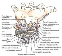 an image of the inside of a human hand with all its parts labeled in it