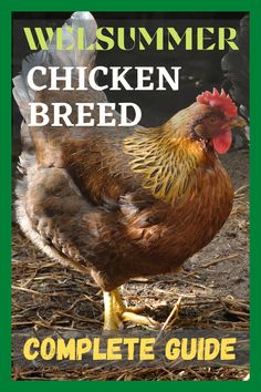 a chicken standing on top of dry grass